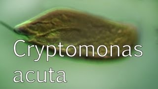 Cryptomonas acuta [upl. by Ahsatan]