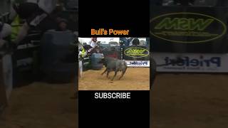 Bull Riding Bulls Power bullriding bullracing rodeo rodeosport bullrider bulls bullpower [upl. by Rialc277]