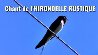 Chant de lHIRONDELLE RUSTIQUE [upl. by Uthrop346]