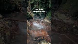 Clear Watery From Waterfall in Deep Tropical Forest [upl. by Anorahs203]