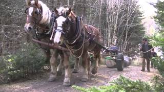 Horse Logging [upl. by Chloris]