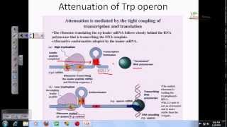 Tryptophan operon [upl. by Hoj]