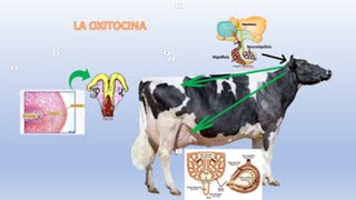 LA OXITOCINA Y SU USO EN VACASOXYTOCIN AND ITS USE IN COWS [upl. by Gaston]