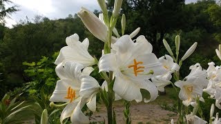 Giglio di SantAntonio Lilium candidum medicinal plant [upl. by Ferdy]