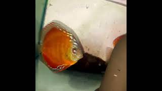 Alenquer Red Discus Fish [upl. by Sproul600]