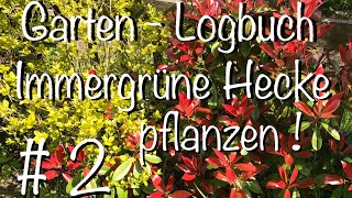 Garten – Logbuch  2 Immergrüne Hecke Pflanzen [upl. by Anialed]