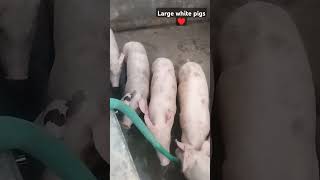 Large white pigs ♥️ trending pigging animals pigdryfarming farming piglet pighusbandry [upl. by Garrik]