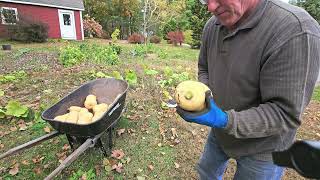 Harvest Frost Nipped Butternut Squash Patch [upl. by Mirabel949]