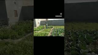 my healthy kitchen garden [upl. by Chelsea]