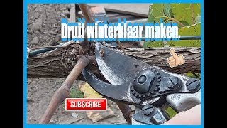 Druif snoeien voor de winter druif winterklaar maken [upl. by Einnoc467]