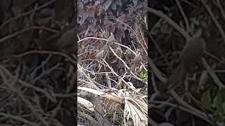 Speckled Mousebird feeds her baby birds birds EleenVorster [upl. by Eledoya]