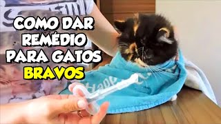 Como dar comprimido remédio para GATOS BRAVOS sem levar mordida  Gatil Hauser [upl. by Berlinda]