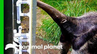 Giant Anteater Gets New Transparent Feeding Tubes To Showcase Her Tongue Skills  The Zoo [upl. by Hamlen]