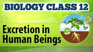 Excretion in Human Beings  Excretion and Osmoregulation  Biology Class 12 [upl. by Huskey]