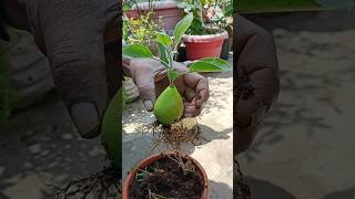 How to grow pear tree from pear fruitGrowing pear tree from pear fruitpear growing tipsshortpear [upl. by Nosreve]