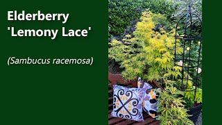 Elderberry Lemony Lace Sambucus racemosa [upl. by Thesda]