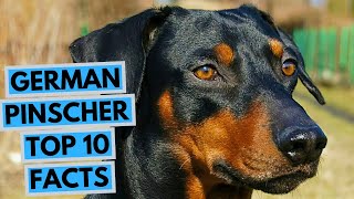 German Pinscher  TOP 10 Interesting Facts [upl. by Jacenta]