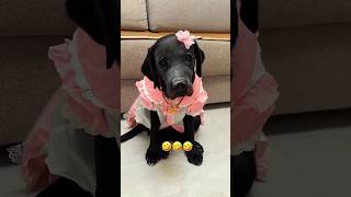 He Makeover His Cutest Dog shortsvideo [upl. by Niltiak167]