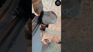 Hoof restoration shorts viralvideo hoof hooves hoofws trending part 3 2024 [upl. by Hoag]