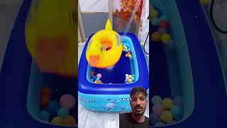 Amazing bathtub👍funnygadgetry poolswimmingpool3dtrickarttoys goodthingdiydiwalishort [upl. by Nirrat]