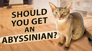 Should You Get An Abyssinian  10 Things I Wish Id Known Before Getting An Abysinnian Cat [upl. by Samuela]