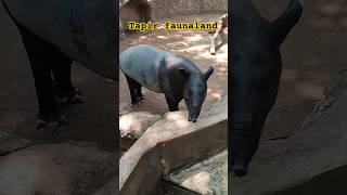 Tapir fauna land tapir faunaland fypシ゚ ytshorts animals cepbigichannel [upl. by Auhso974]