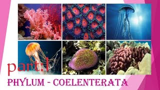 Animal kingdom phylum Cnidaria  Coelenterata  CEE NEET class 11by Kamal Nepal sir part1 [upl. by Jablon359]