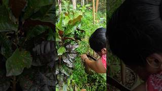 Cutting the flower and replanting it satisfying gardening garden plants gardeningtherapy [upl. by Ahsekat]