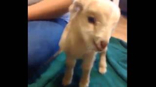 Little baby goat screaming  really funny [upl. by Donaugh]