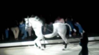 Lipizzaner StallionsThe Mezair And The Capriole [upl. by Yelir]