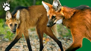 Animaux du Brésil  Les incontournables des parc nationaux  Documentaire animalier  AMP [upl. by Adyl300]