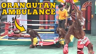 Orangutan Muay Thai Kickboxing in Thailand [upl. by Reggie]