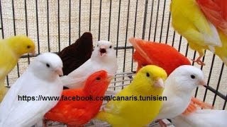 tous type des canaris de race [upl. by Kramlich]