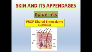 Histology of Skin epidermis [upl. by Clovah]