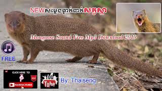 Cambodia Trape Sound Mongoose mp4សម្លេងធ្នាក់ទាក់សត្វស្កា [upl. by Ellertnom]