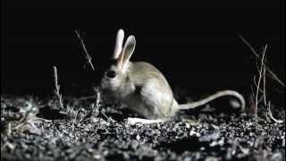 Jerboa in the Gobi Desert Mongolia [upl. by Renelle]