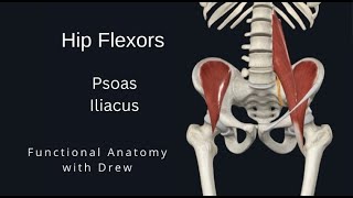 Psoas and iliacus  Functional Anatomy [upl. by Ernaldus]