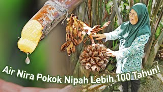 Minum Air Nira Dalam Ladang Pokok Nipah Cantik amp Redup Macam Taman  Ladang Nipah Ismail Che Kar [upl. by Barrington]