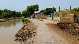 Punjab Village Tour Near Dhingana Canal  Rural Life In Pakistan [upl. by Natala]