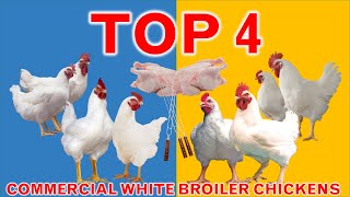 Top 4 Commercial Broiler Chicken Strains  45 Days  Broiler Strains [upl. by Einnil]