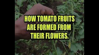 How Tomato Fruits Are Formed From Their Flowers [upl. by Colas]