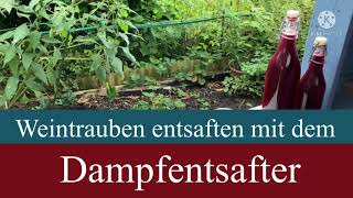 Trauben entsaften mit dem Dampfentsafter  VANDERHAAGVideo [upl. by Arihsat]