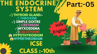 Thyroid Gland l Thyroxine l Iodine l Endocrine System [upl. by Beniamino813]