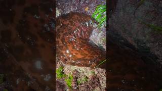 Large Sea Hare Exposed During Low Tide🌊Aplysia californica sealife marine animals cute slugs [upl. by Trini]