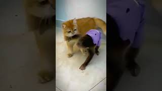 Cats play with monkeys meowchefmonkey money montage monster cats catshorts catsofyoutube [upl. by Alston806]