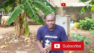 How To Start A Tilapia Fish Farm [upl. by Onavlis970]