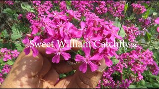 Catchfly Flower  Sweet William catchfly  Silene [upl. by Akir876]