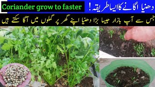 Best Way to grow Coriander in Basket at Home  Gamlon Men Bazar jesa Dhnea Ugaen [upl. by O'Connor]