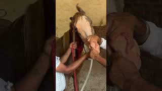 Nasogastric intubation in horses 🐎 pipe method shortsfeed horselover trendingshorts viralshort [upl. by Hoppe]