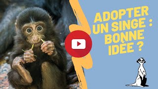 Adopter un singe en France  estil possible dacheter un primate pour comme animal de compagnie [upl. by Anilram]